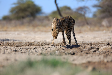 Gepard © Andreas Edelmann