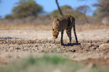 Gepard © Andreas Edelmann