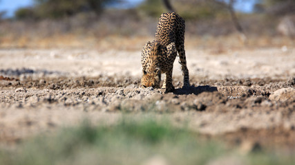 Gepard