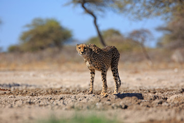 Gepard © Andreas Edelmann