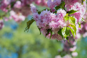 Fototapeta premium Spring beautiful pink cherry sakura tree blossom