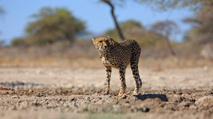 Gepard © Andreas Edelmann