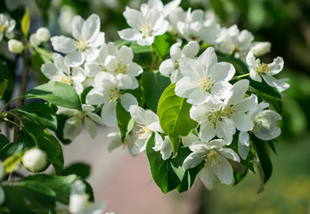 Spring white cherry tree blossom