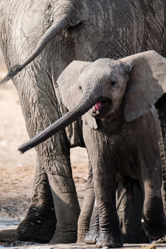 Elephant Calf