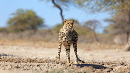 Gepard © Andreas Edelmann