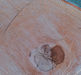 Naklejka premium Unwetter und Sturm in Hamburg Bäume umgestürzt mit Absperrband Feuerwehr Sperrzone