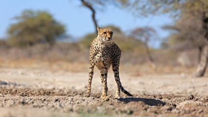 Gepard © Andreas Edelmann