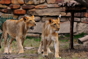 Siblings on the Hunt