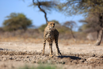 Gepard © Andreas Edelmann