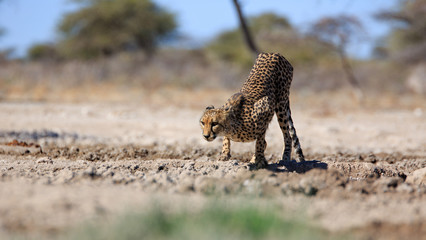 Gepard © Andreas Edelmann