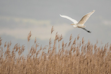 aigrette en vol