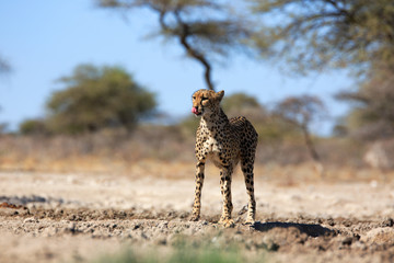 Gepard