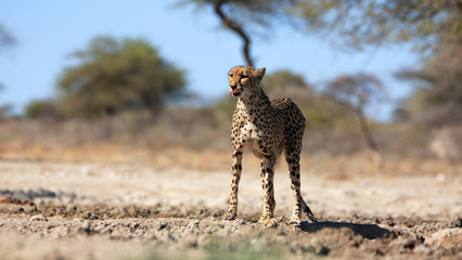 Gepard © Andreas Edelmann