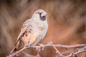 Sociable Weaver Bird