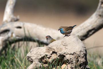 Angola-Schmetterlingsfink