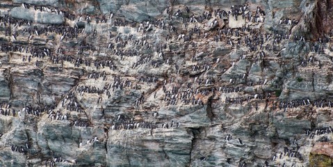 Guillemots nesting on a cliff face