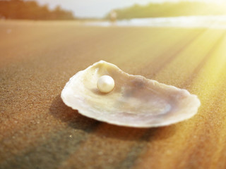 Sea shell on the sandy beach of Goa, India