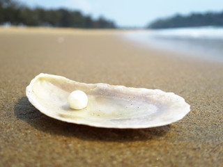 Sea shell on the sandy beach of Goa, India