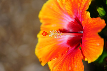 Red and orange hibiscus flower in bloom