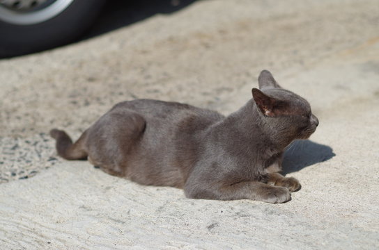 ひなたぼっこする黒猫