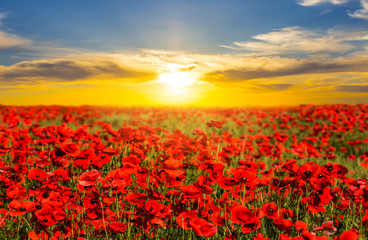 Plakat beautiful red poppy field at the sunset