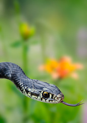 Close up of a snake in nature wild life. Full colors flowers underground. Reptile.