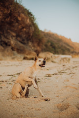 thai ridgeback sit on a beach. rock and ocean, sea background