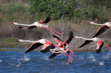 Flamingos start fly at Sasali salt lake, Izmir, Turkey