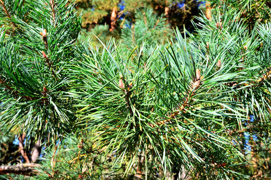 Pinus mugo closeup. Natural beautiful horizontal background