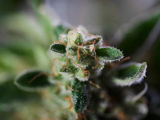 Cannabis Concept Macro Close Up Photo Crystals Plant Trichomes Red Hairs Potent Strain of Gooey Marijuana