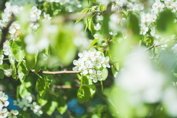 Blooming white apple flowers branch closeup with bokeh background, spring vibes, selective focus.