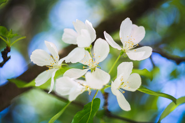 Blooming apple tree flowers closeup with bokeh background, macro spring vibes, selective focus, shallow depth of field