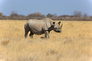 Fototapeta premium Spitzmaulnashorn