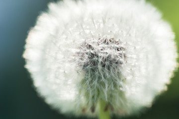 Close up picture of a single dandelion flower, macro, shallow depth of field
