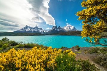 Yellow Flowers and turquoise lake in Torres Del Paine, Chile