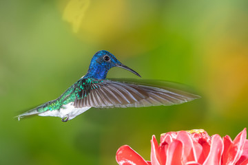 White-necked jacobin hummingbird in flight