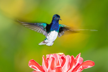 White-necked jacobin hummingbird in flight