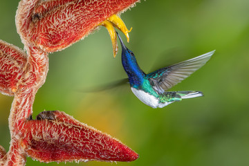 White-necked jacobin hummingbird in flight