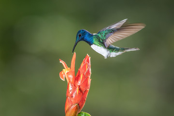 White-necked jacobin hummingbird in flight
