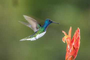 Fototapeta na wymiar White-necked jacobin hummingbird in flight