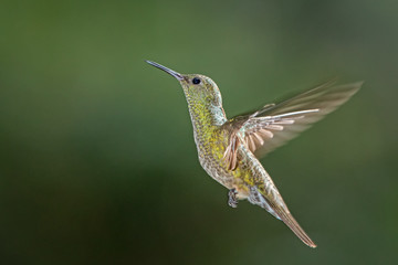 Scaly-breasted hummingbird in flight