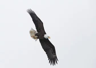 Keuken foto achterwand American Bald Eagle in Homer Alaska, USA © Dennis Donohue