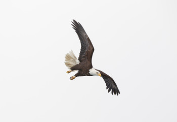 Fototapeta na wymiar American Bald Eagle in Homer Alaska, USA