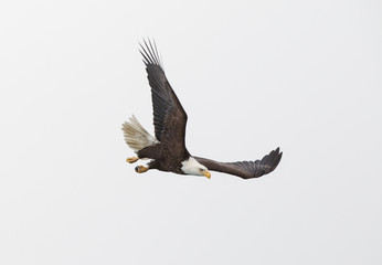 American Bald Eagle in Homer Alaska, USA