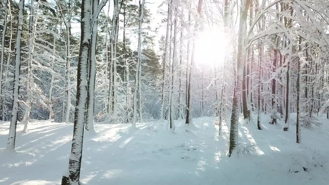 snow snowdrift forest winter hoarfrost white fabulously trees path path sunny clear