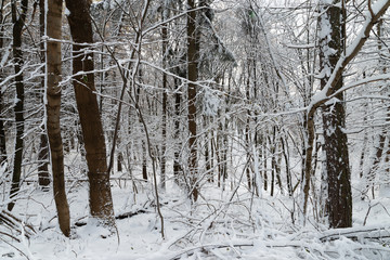 beautiful snowy landscape