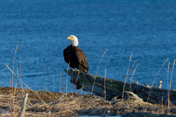 American Bald Eagle in Homer Alaska, USA