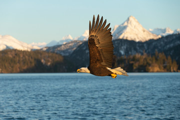 American Bald Eagle in Homer Alaska, USA