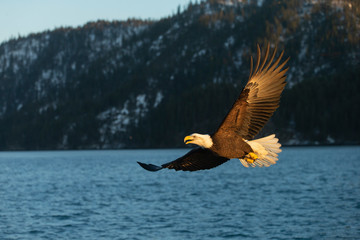 American Bald Eagle in Homer Alaska, USA