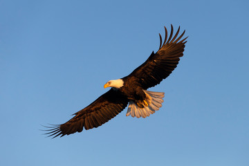 American Bald Eagle in Homer Alaska, USA
